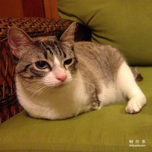 The cat born without front legs is as happy as a bunny