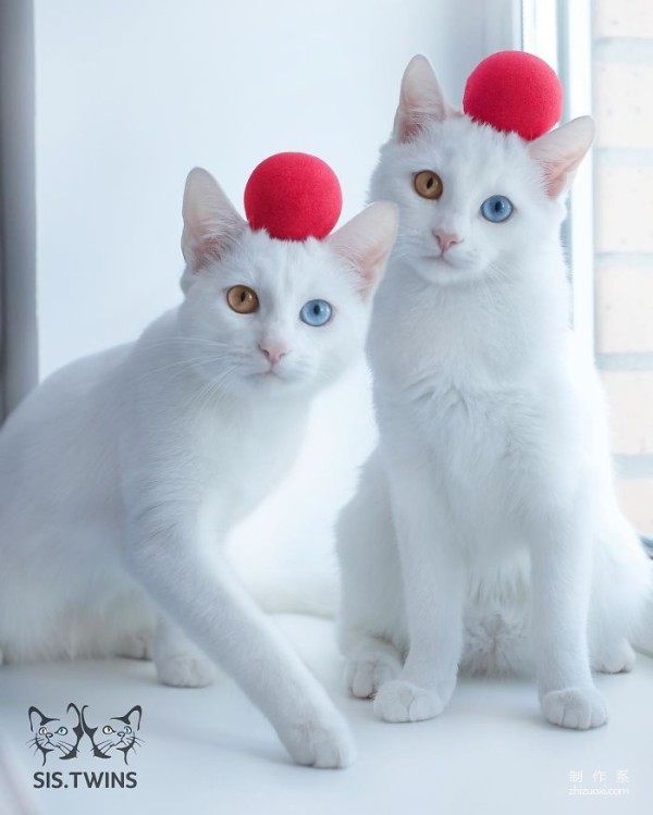 Twin cats with heterochromatic eyes capture everyone’s hearts with their elegant appearance