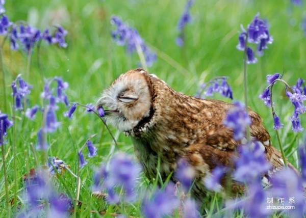 Capture the moment of healing. Cute photos of animals sniffing flowers.