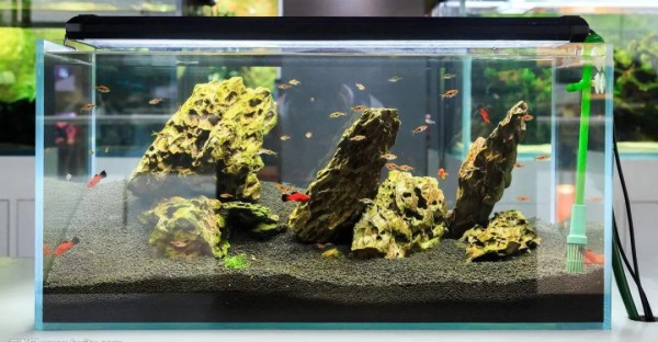 Self-sufficient ecological fish tank EcoGarden