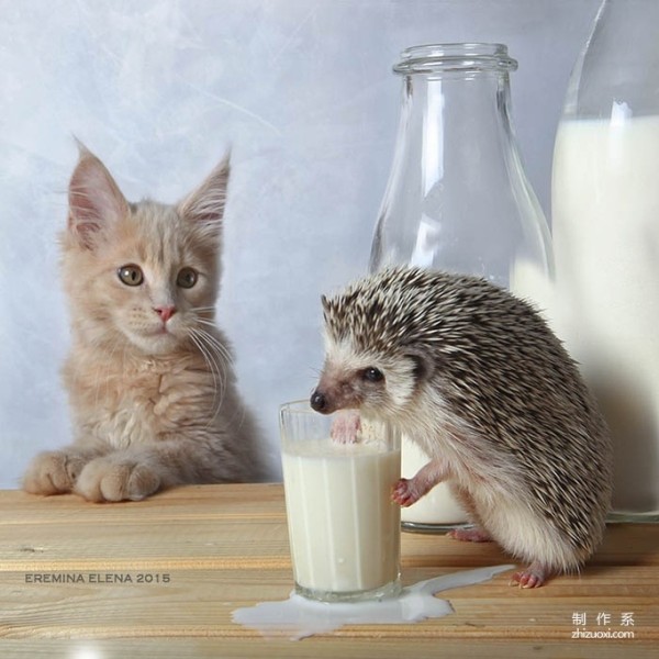 The Photographer’s Cute Best Friend: The Daily Life of the Cute Little Hedgehog