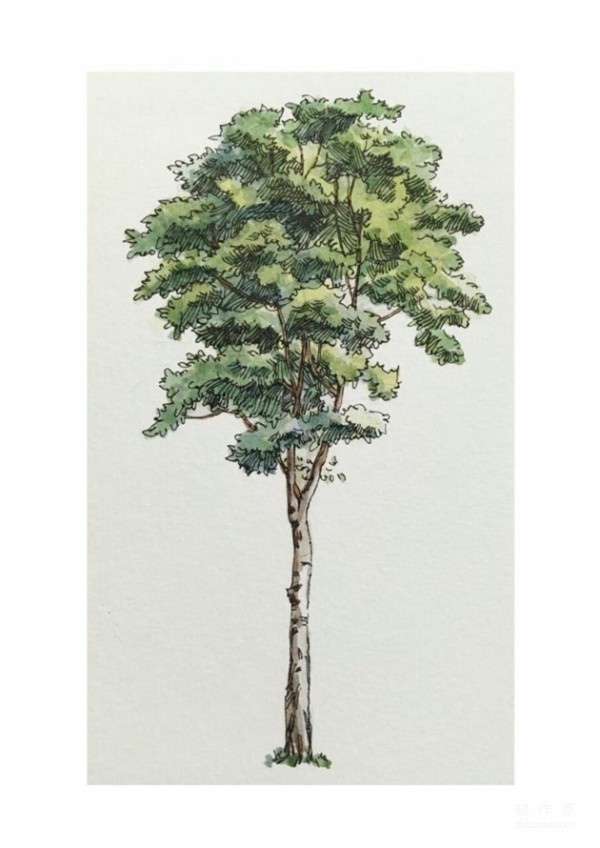 Watercolor painting of various trees