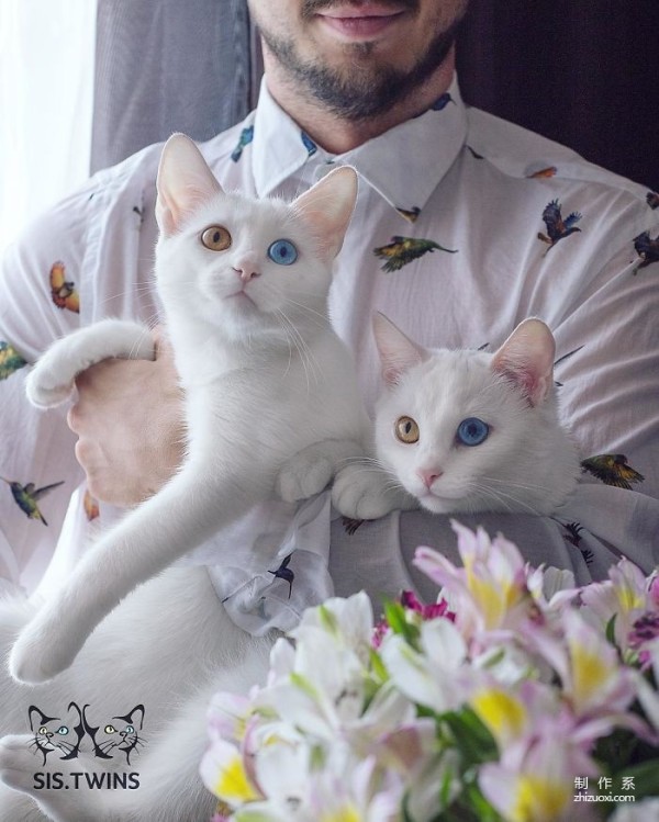 Twin cats with heterochromatic eyes capture everyone’s hearts with their elegant appearance