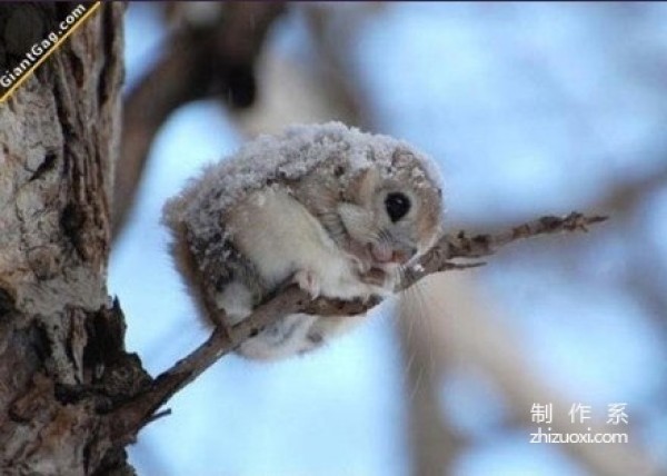 Furry Siberian flying squirrel root forest elf