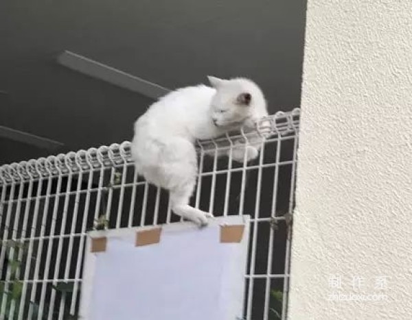 Netizens saw the cat stuck on the railing and rushed to rescue it, but...