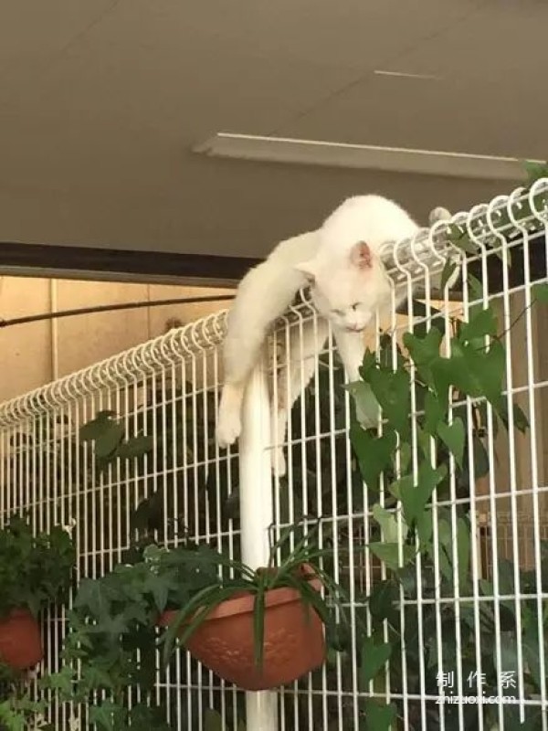 Netizens saw the cat stuck on the railing and rushed to rescue it, but...