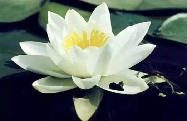 Tutorial on making beautiful lotus flowers from plastic bottles