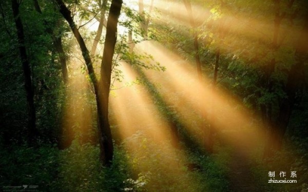 Breathtakingly beautiful forest wallpaper - the first one Sunshine Through the Forest