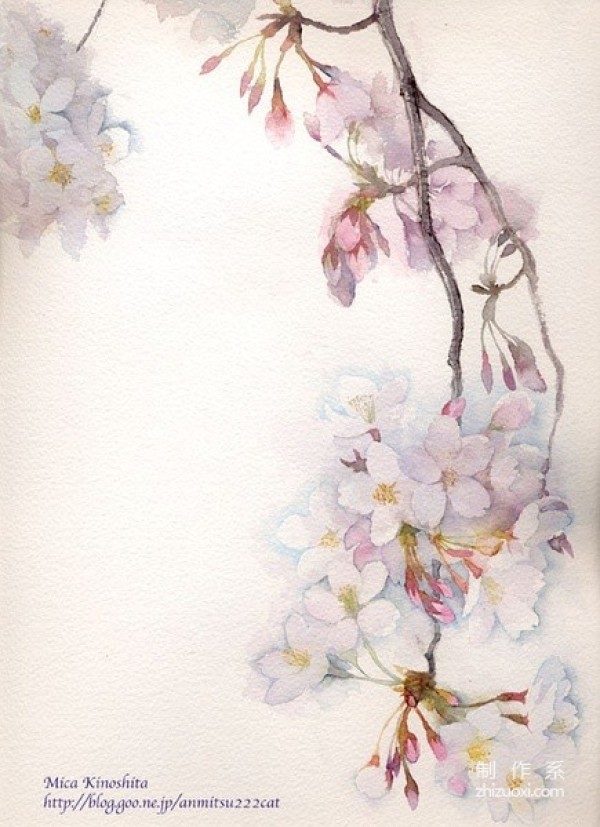 Appreciation of illustrator Mica Kinoshita’s pink-toned Japanese cherry blossom illustrations