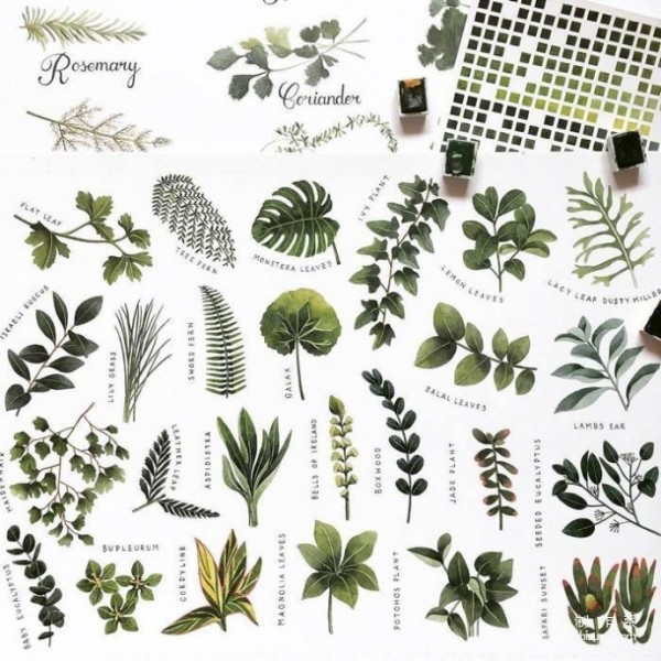 Sharing a wave of plant watercolor paintings~ It’s also very good as a handbook material!