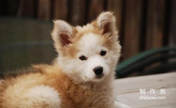 Golden Retriever and Husky Mix