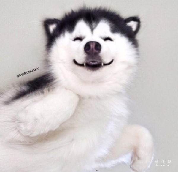 Nine consecutive shots of MARU the husky’s magical smile