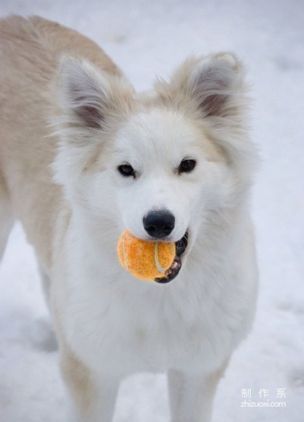 Golden Retriever and Husky Mix