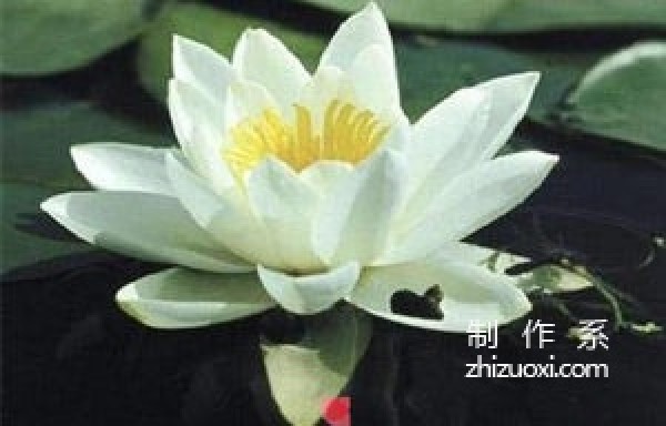 Plastic bottles are handmade with flowers. Beverage bottles are made with exquisite lotus flowers.