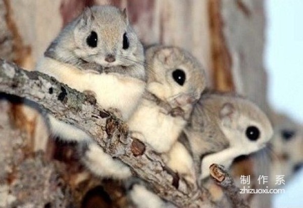 Furry Siberian flying squirrel root forest elf