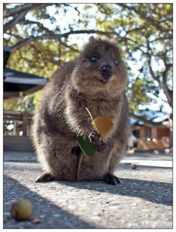 The happiest animal---quokka