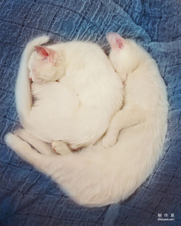 Twin cats with heterochromatic eyes capture everyone’s hearts with their elegant appearance