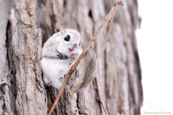 Furry Siberian flying squirrel root forest elf