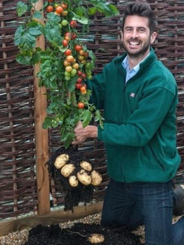 Tomato & potato hybrid