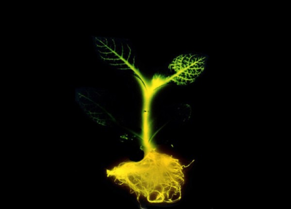 Revolutionary new technology - glowing plants