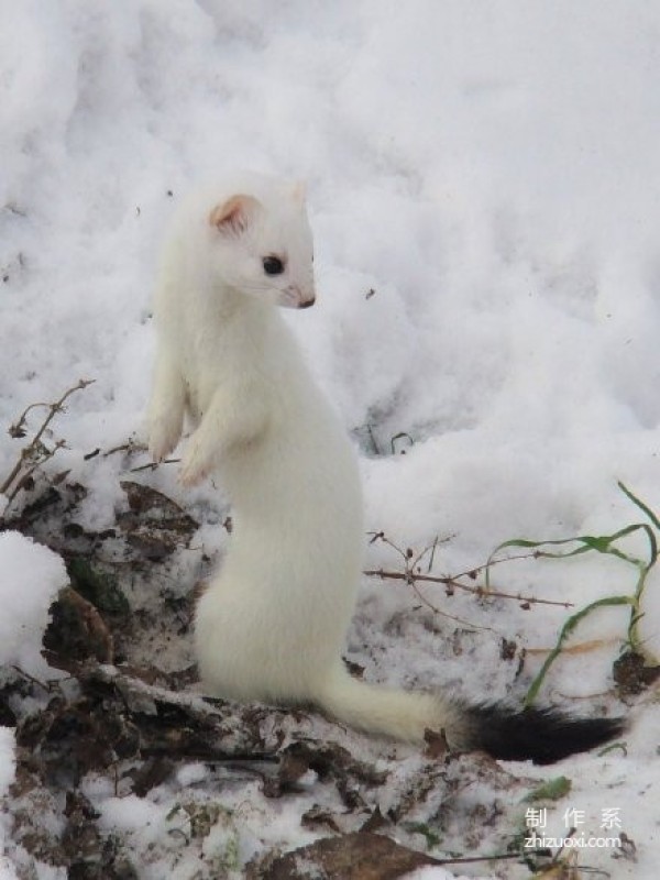  From the style of painting to the name, the ferret is so cute