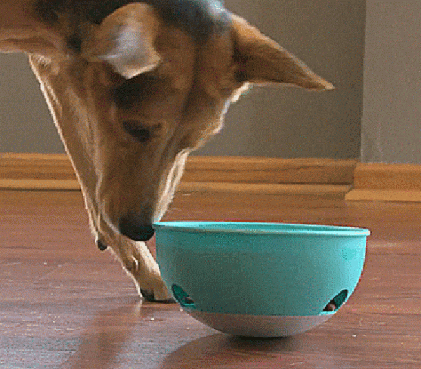 Fun dog food feeder