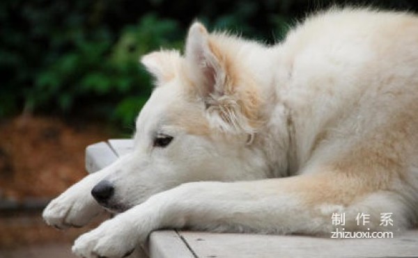 Golden Retriever and Husky Mix