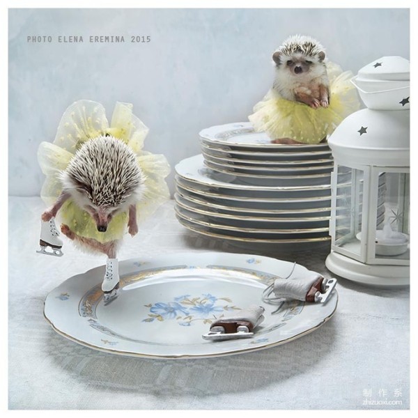 The Photographer’s Cute Best Friend: The Daily Life of the Cute Little Hedgehog