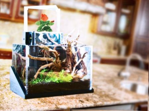 Desktop Ecosystem Park