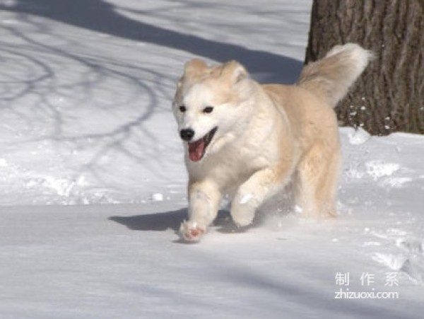 Golden Retriever and Husky Mix