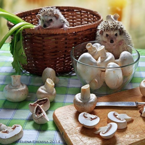 The Photographer’s Cute Best Friend: The Daily Life of the Cute Little Hedgehog