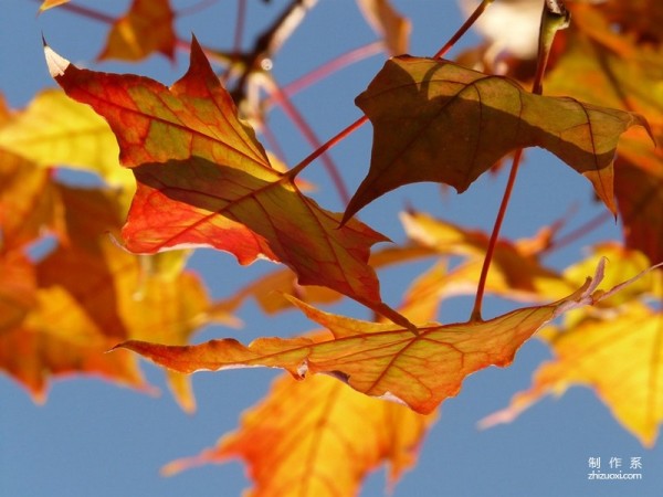 Beautiful pictures of fallen leaves in full autumn mood