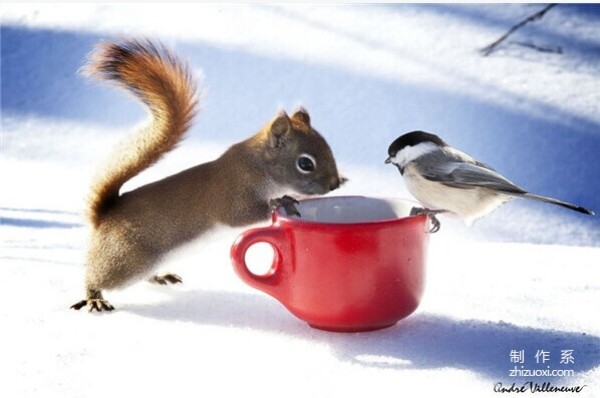 Squirrel and Bird