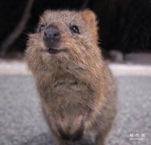 The happiest animal---quokka