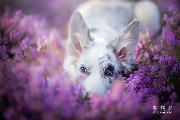 Little angel in the flowers super beautiful dog photo