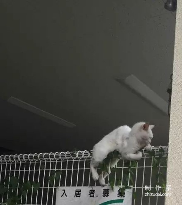 Netizens saw the cat stuck on the railing and rushed to rescue it, but...