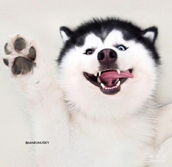 Nine consecutive shots of MARU the husky’s magical smile