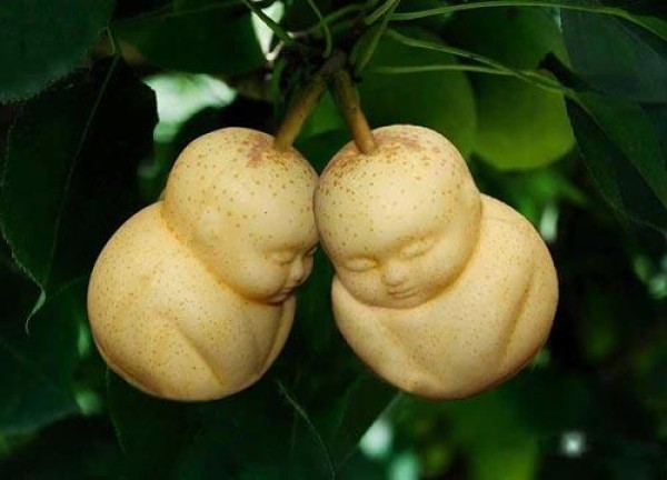 Doll shaped pear