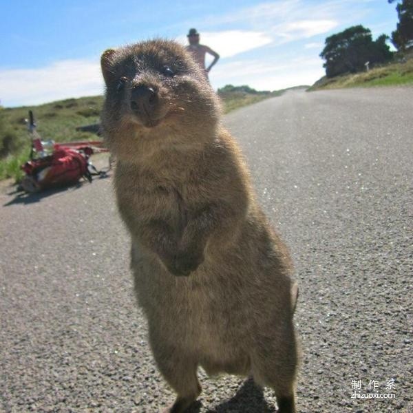 The happiest animal---quokka