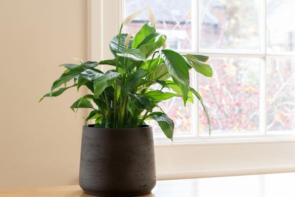 Indoor Plant Tips for Room Divider Decoration