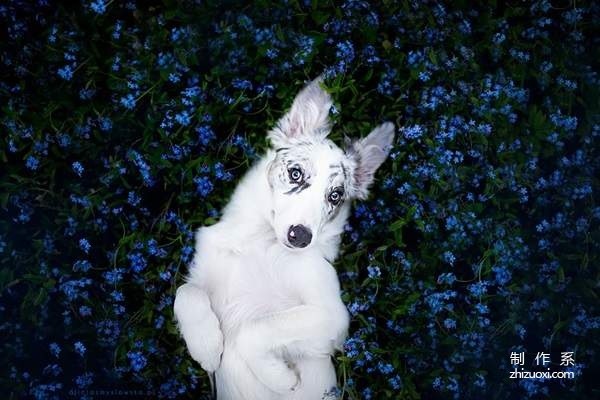 Little angel in the flowers super beautiful dog photo