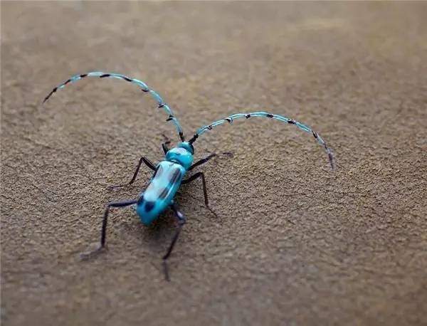 Glass Insect Art Made to Nearly One-to-One Scale