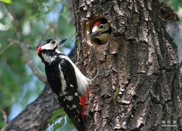 Learn to draw simple drawings, woodpeckers