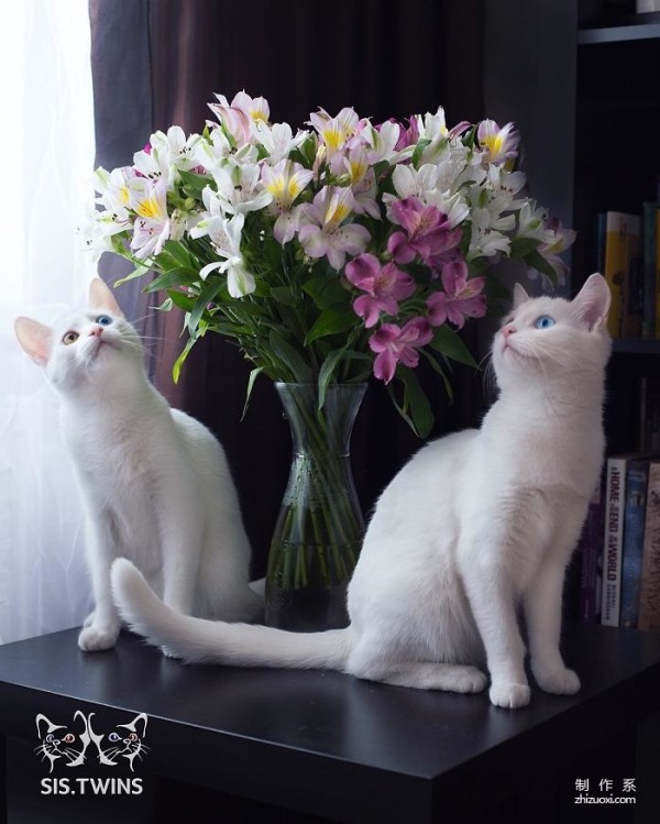 Twin cats with heterochromatic eyes capture everyone’s hearts with their elegant appearance