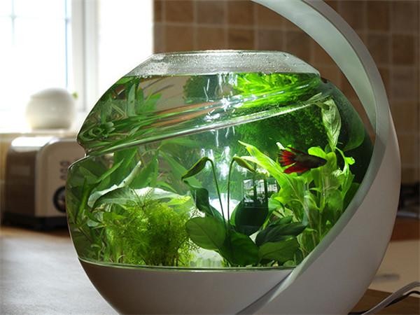 Automatic fish tank purification Avo