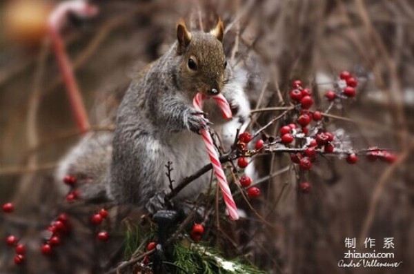 Squirrel and Bird