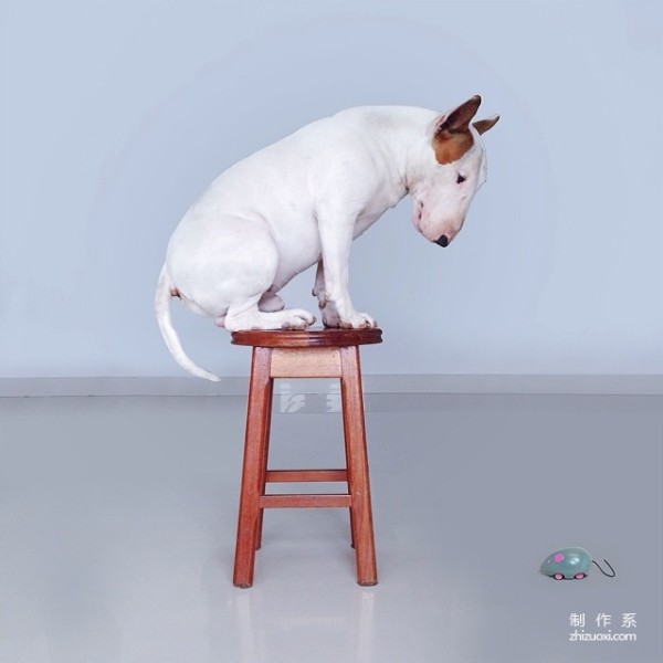 Bull Terrier: The leader of the silly and cute world