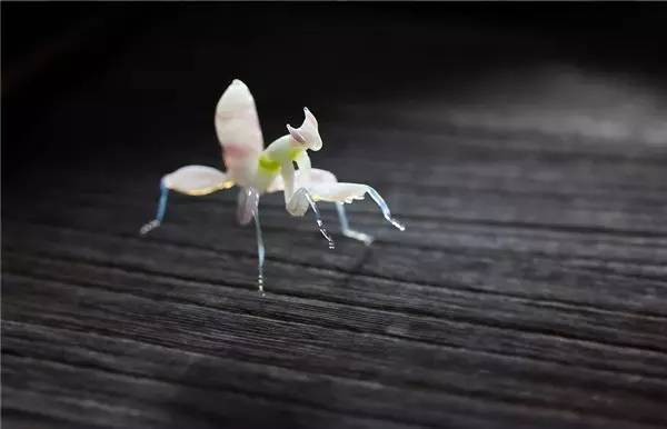 Glass Insect Art Made to Nearly One-to-One Scale