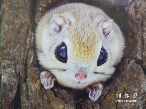 Furry Siberian flying squirrel root forest elf