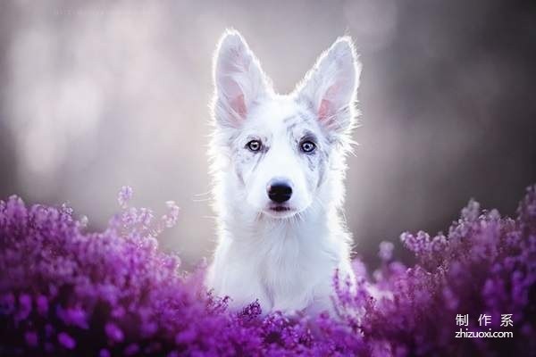 Little angel in the flowers super beautiful dog photo